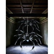 Araña grande