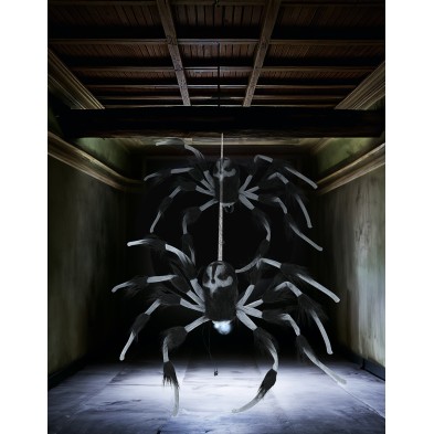 Araña grande